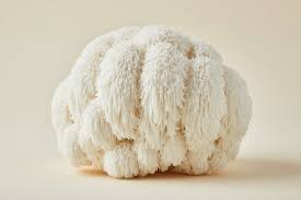 Benefits of Lion’s Mane mushroom for daily health and focus