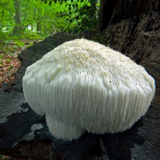 Fresh Lion’s Mane Mushroom prepared as a plant-based mushroom steak for vegan wellness meals